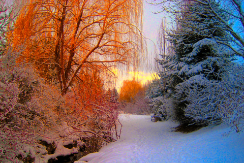 Trees covered in snow