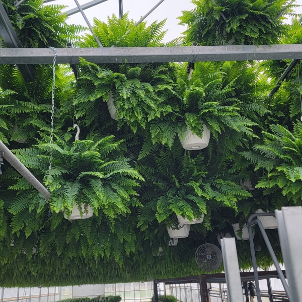 Schwartz's Greenhouse