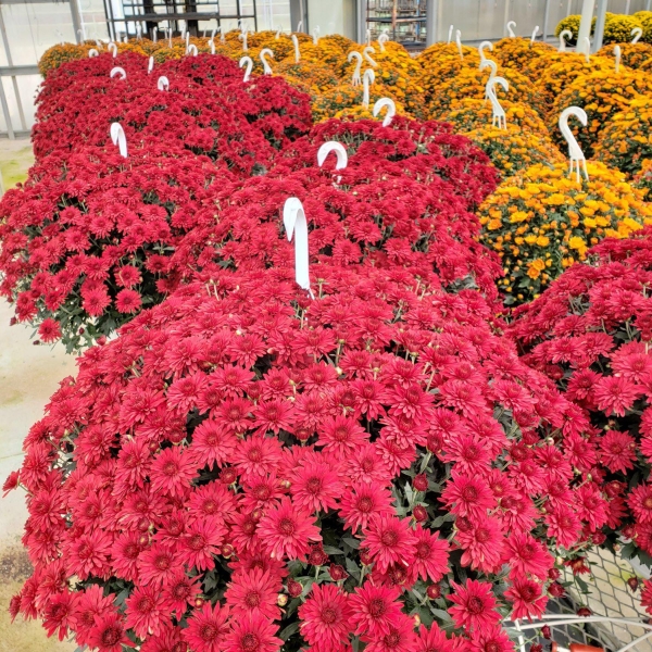 Schwartz's Greenhouse