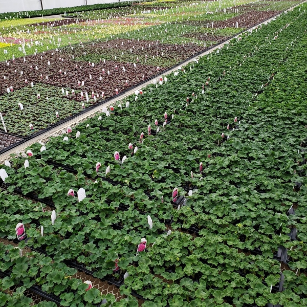 Schwartz's Greenhouse